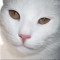 @ThePolarCat