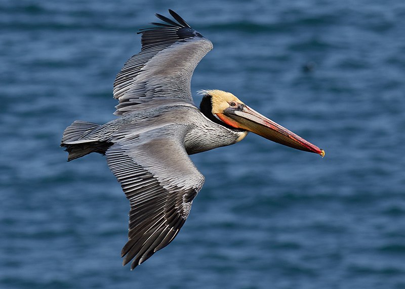 File:Brown pelican in flight (Bodega Bay).jpg