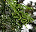 Sonjna (Moringa oleifera) yaprakları Batı Bengal, Hindistan.