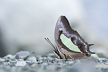 Common Nawab Butterfly(Polyura athamas) puddling in Buxa Tiger Reserve.
