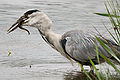 Image 27The European eel being critically endangered impacts other animals such as this Grey Heron that also eats eels. (from Marine conservation)