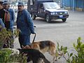 كلاب بوليسية وسيارة شرطة «نصف نقل»