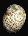 A concha de Naticarius stercusmuscarum (Gmelin, 1791), espécie distribuída pelo mar Mediterrâneo e África Ocidental.