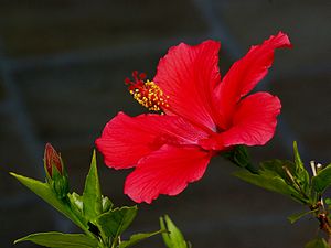 Hibiscus rosa-sinensis : fleur