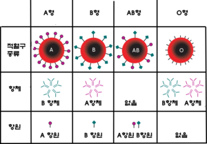 ABO식 혈액형 구분에 따른 적혈구의 종류와 항원 항체의 유무 /항체 목록에서 O형과 AB형이 바뀌었다
