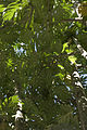 Foglie e fusti di Artocarpus altilis, Tahiti