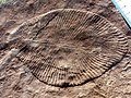 Image 16Dickinsonia costata from the Ediacaran biota (c. 635–542 mya) is one of the earliest animal species known. (from Animal)