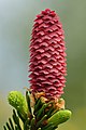 3 Picea abies young female cone - Keila uploaded by Iifar, nominated by Iifar,  27,  0,  0