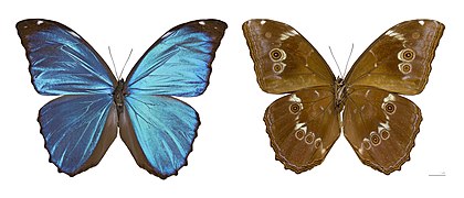 Borboleta morfo-azul (Morpho menelaus), macho, Pará, Brasil. Vista dorsal e ventral da mesma espécime. É uma das trinta espécies de borboletas da subfamília Morphinae. Sua envergadura é de aproximadamente 12 cm e suas asas dianteiras e traseiras dorsais são de um azul brilhante e iridescente com bordas pretas, enquanto as superfícies ventrais são marrons. Suas asas iridescentes são uma área de interesse em pesquisa devido à sua microestrutura exclusiva. Devido à sua cor azul característica, a Morpho menelaus é considerada valiosa entre os colecionadores e foi amplamente caçada no século XX. (definição 8 848 × 3 800)