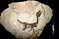 Il celebre fossile dello Scipionyx samniticus (il "baby-dinosauro", descritto dagli studiosi del museo, nel museo è esposto un calco).