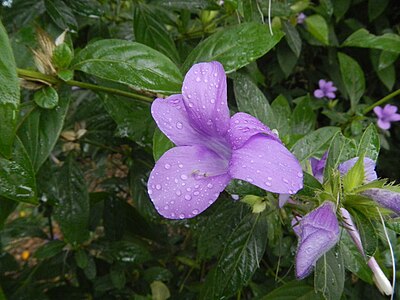 Violet Wild flowers