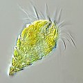 Image 16The oligotrich ciliate has been characterised as the most important herbivore in the ocean (from Marine food web)