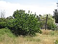 Дрво засадено од Едмонд Џејмс де Ротшилд во 1922 година во обид да изгради свила индустрија во Израел