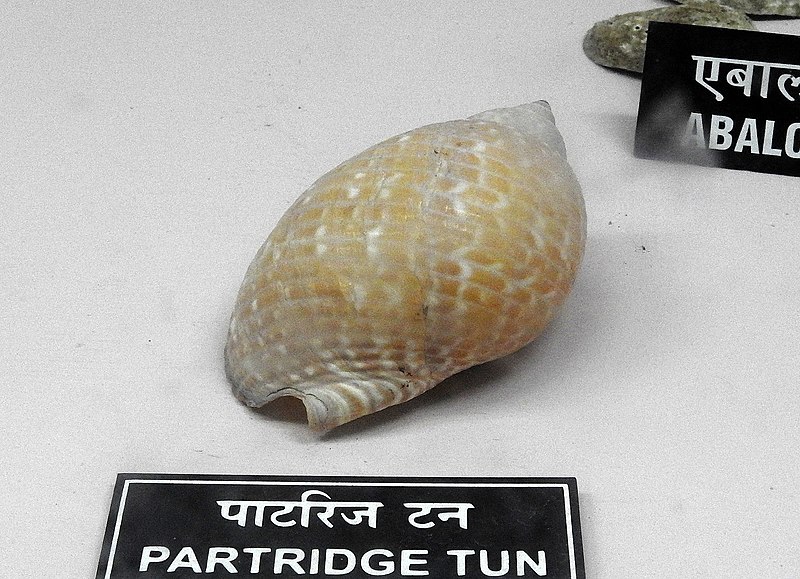 File:Partridge Tun Shell by Dr Raju Kasambe DSCN0254.jpg