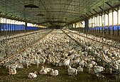 A commercial chicken house raising broiler pullets for meat.
