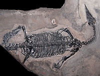 Endennasaurus acutirostris, tipico rettile del triassico lariano (Calcare di Zorzino)