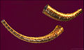 The two golden horns of Gallehus.