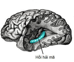 Người có hai hồi hải mã nằm ở hai bên bán cầu não.