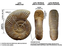 Perisphinctes sp. (Madagascar). Collezione privata. Esempio di ammonite decisamente evoluta, con ornamentazione a coste molto sviluppata. L'esemplare presenta il guscio per la maggior parte conservato. Si tratta di un'ammonite del genere Perisphinctes (Giurassico Superiore del Madagascar). Dimensioni: 7,8 cm (diametro massimo) x 2,2 cm (larghezza massima). La conchiglia è evoluta, con giro sub-quadrato (debolmente compresso) e area ombelicale molto ampia. L'ornamentazione è costituita da coste molto rilevate, dritte, leggermente proverse, che si originano dal margine ombelicale e si biforcano nella regione latero-ventrale, attraversando il ventre. Il ventre è arrotondato. Nei giri interni è visibile una "cicatrice" in corrispondenza della quale il decorso delle coste è alterato, corrispondente a un trauma subletale (in seguito riparato dall'organismo), forse causato da un tentativo di predazione.