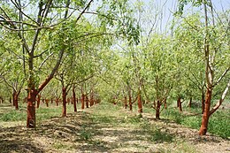 Moringa oleifera ültetvény