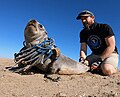 Image 77Ocean Conservation Namibia rescuing a seal that was entangled in discarded fishing nets. (from Marine conservation)