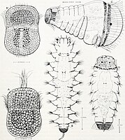 Larven van Aglaophamus neotenus, A, vroege trochophora; B, trochophora; C, metatrochophora I met diatomeeën aanwezig in de darm; D, Metatrochophora II, E, juveniel.