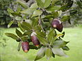 Quercus ilex (Leccio)