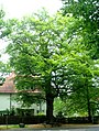 Liste der Naturdenkmale in Dreieich