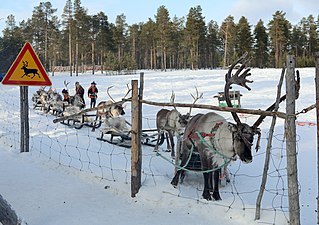 Sami reindeer husbandry in Inari