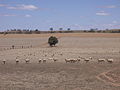 Image 21Dry paddocks in the Riverina region during the 2007 drought (from History of New South Wales)