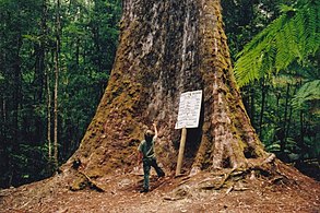 Un ejemplar de Eucalyptus regnans de 92 m de altura