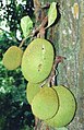 Frutti di Artocarpus heterophyllus, Thailandia