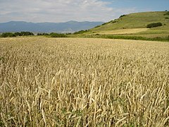Нива со зрела пченица пред жетва