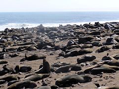 El cabo Cross, con la colonia de osos marinos más importante de África.