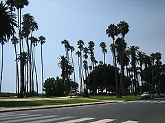 Palmiers à Santa Monica.