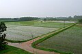Agricultural fields of Punjab during the monsoon