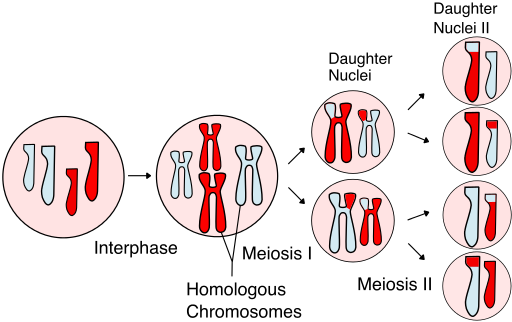 Në mejozë, kromozomi ose kromozomet dyfishohen (gjatë interfazës) dhe kromozomet homologë shkëmbejnë informacionin gjenetik (kryqëzimi kromozomal) gjatë ndarjes së parë, të quajtur mejozë I. Qelizat bija ndahen përsëri në mejozën II, duke ndarë kromatidet motra për të formuar gamete haploide. Dy gamete shkrihen gjatë fekondimit, duke formuar një qelizë diploide me një grup të plotë kromozomesh të çiftëzuara.
