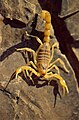 Clòsca e armas naturalas d'un escorpion