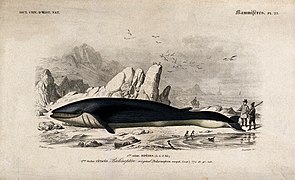 Uvízlá velryba při průzkumu dvěma rybáři (Édouard Traviès, 19. století)