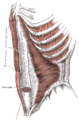Fig.7. - Muscoli della parete addominale: Trasverso dell'addome