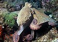 Octopus vulgaris nel Mar Mediterraneo.