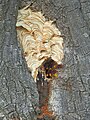 Hornets' nest in hollow tree