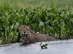 Pantanalski jaguar