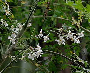 Moringa oleifera cultivé avec fleurs et des feuilles dans le Bengale occidental.