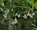 Sonjna (Moringa oleifera) çiçekleri Batı Bengal, Hindistan.