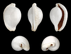 Ovula ovum (Ovulidae).