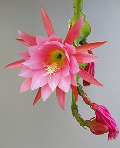 Epiphyllum x cultivar : fleur