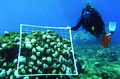 Image 59NOAA scuba diver surveying bleached corals. (from Marine conservation)