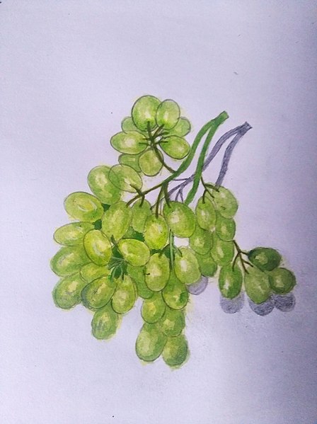 File:Grapes with little branches.jpg