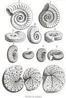 Tavola del secolo XVIII illustrante ammoniti rinvenute nel rosso ammonitico umbro